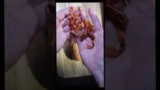 Deconstructing a Vegan Hot Dog
