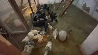 Мини ферма курочки & mini chicken farm