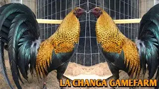Beautiful Birds - La Changa Farms