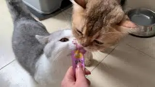 The two cats are fighting over a packet of soup, it's so cute! The shorter cat seems to be a bigger