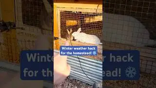How We Keep Rabbit Water Flowing in Freezing Temps ❄️🐇