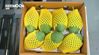 Reemoon Efficient Mango Sorting Solution for Fruit Growers