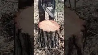 Genius Tree Stump Trick! 😲 (@lisoryb24)