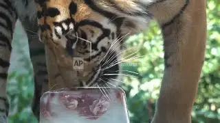 Rome zoo's animals given frozen treats to cool down during new heat wave