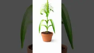 Corn Plant Growing Tall in 10 Seconds 🌽 #flowers #growth #plants #timelapse #shorts #fyp