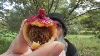 Quandongs and Hosts 😋🍒🥧