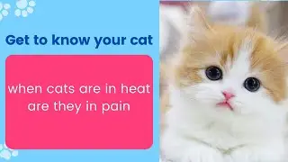 when cats are in heat are they in pain