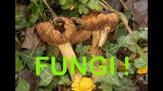 FUNGI CAN YOU IDENTIFY THEM ?