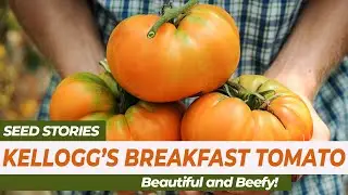 SEED STORIES | Kellogg's Breakfast Tomato: Beautiful and Beefy!