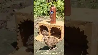 Advanced Quail Bird Trapping  #shorts
