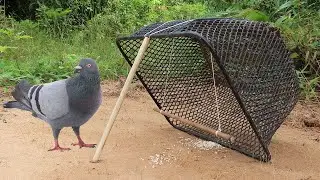 Easy Unique Pigeon Trap Using Basket Black And Woods - Simple Quick Bird Trap