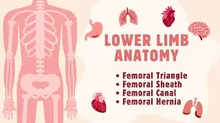 Femoral Triangle | Easy understandable video under 25 minutes | LOWER LIMB ANATOMY | MBBS ANATOMY