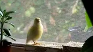 Hennengesang