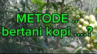 SETRATEGI BERTANI KOPI ROBUSTA DIDESA