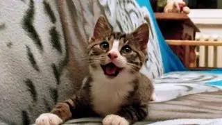 Nikita - The Jumping Kitten