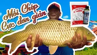 BÀI MỒI CÂU HỒ DỊCH VỤ - MỒI CHÉP CỰC ĐƠN GIẢN