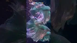 When Betta Fish Flare Like This&hellip; It Means Something 😮🔥🐠#aquarium #fish #shorts #bettafish