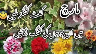 How to grow plants from cuttings/fast growing house plants