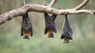 Crazy Facts That Bus Bats Eat Up To 3,000 Insects in One Night | Animals Summary
