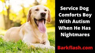 Service Dog Comforts Boy With Autism When He Has Nightmares