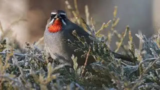 Chasing rarities in Sweden: Siberian Rubythroat (Rubinn&auml;ktergal)