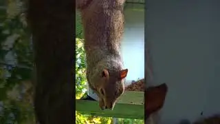 Clever Squirrel! #ohiobirds #squirrel #birds #birdfeeder #birdfeeding