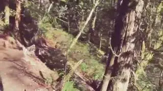 Malamute hiking at Twin Falls