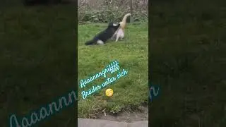 #fight #catlover #vtuber #catvideos #filou #redcat #flauschi #blackandwithe #brothers #backyard