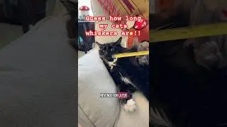 Measuring my cats whiskers #cats