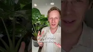 Mythos entlarvt: Wurzeln brauchen NICHT immer Erde! 🌱😲