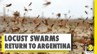 Locust threaten crops in Argentina and Brazil | Locust attack | WION