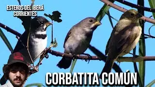 Corbatita com&uacute;n (Sporophila caerulescens) Gargantillo, Double-collared Seedeater, Espiguero