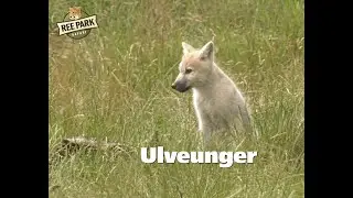 Ulveunger