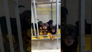 Rottweiler thuần chủng #Rottweiler_thuần_chủng #Vka