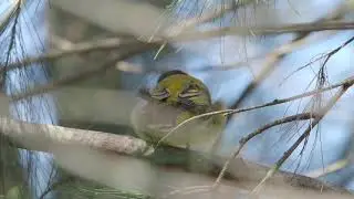 Australian Golden Whistlers (Pachycephala pectoralis).