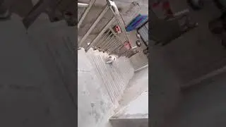 Tried Her Best #cute #cat #catvideos #funny