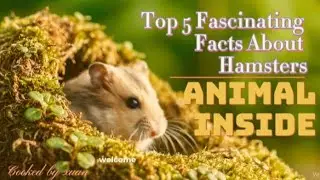 Fascinating Facts About Hamsters |Animal Inside