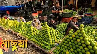 🍊 মেছুয়া হোলসেল ফল বাজার কলকাতা | জানুয়ারি ২০২৬ | কমলা ও মৌসম্বি লাবুর আজকের পাইকারি দাম #fruit