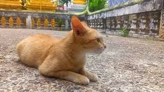 A friendly and adorable orange cat