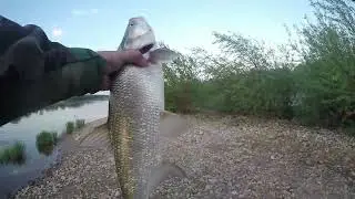 Жерех на ZipBaits CALIBRA р.ОКА (Big ASP Russia)