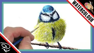 Watercolour Wildlife Painting School - How To Paint a Bird - Blue tit