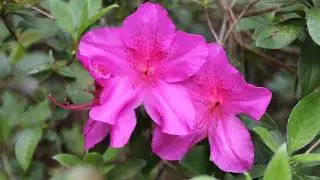 2016 - Metz Home Flowers Springfield