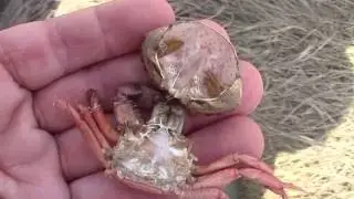 #OceanRunnerNH: Crackly Crabs