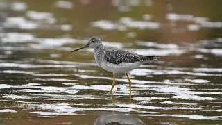Greater Yellowlegs Foraging