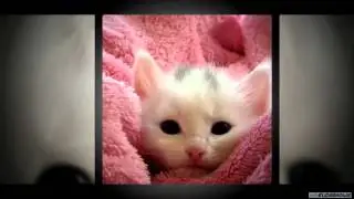 Cats and Kittens Video Slideshow