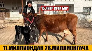 СУТДОР ОНА БОЛА ВА БУГОЗ СИГИРЛАР АРЗОН НАРХДА 02-01-2026