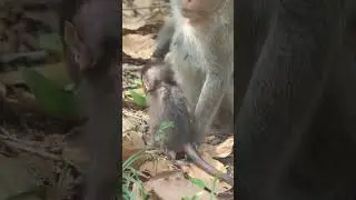 Wildlife monkeys in Amber troop 💕🐒😍💕💕😍🐒💕  #animalmonkey