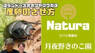 タランドゥスオオツヤクワガタ飼育方法！産卵のさせ方は？｜【クワカブ広場】名人Shihoのクワカブ相談室！会員は無料で配信中！〈8月16号〉#カブトムシ #クワガタ #昆虫 #夏 #飼育方法