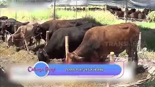 TERAPI PIJAT UNTUK HEWAN | CAHAYA PAGI (19/07/21)