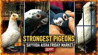 قلب سوق الجمعة بالسيدة عائشة: أقوى فرجة وأحدث أسعار الحمام 🕊️
